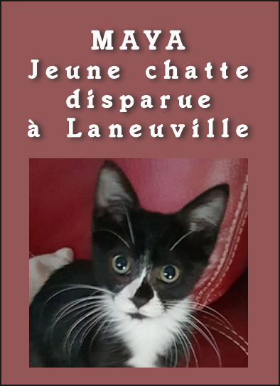 Maya, jeune chatte disparue à Laneuville